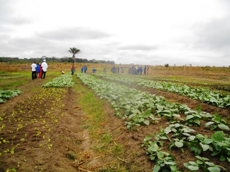 Plantation au Plateau des Batéké